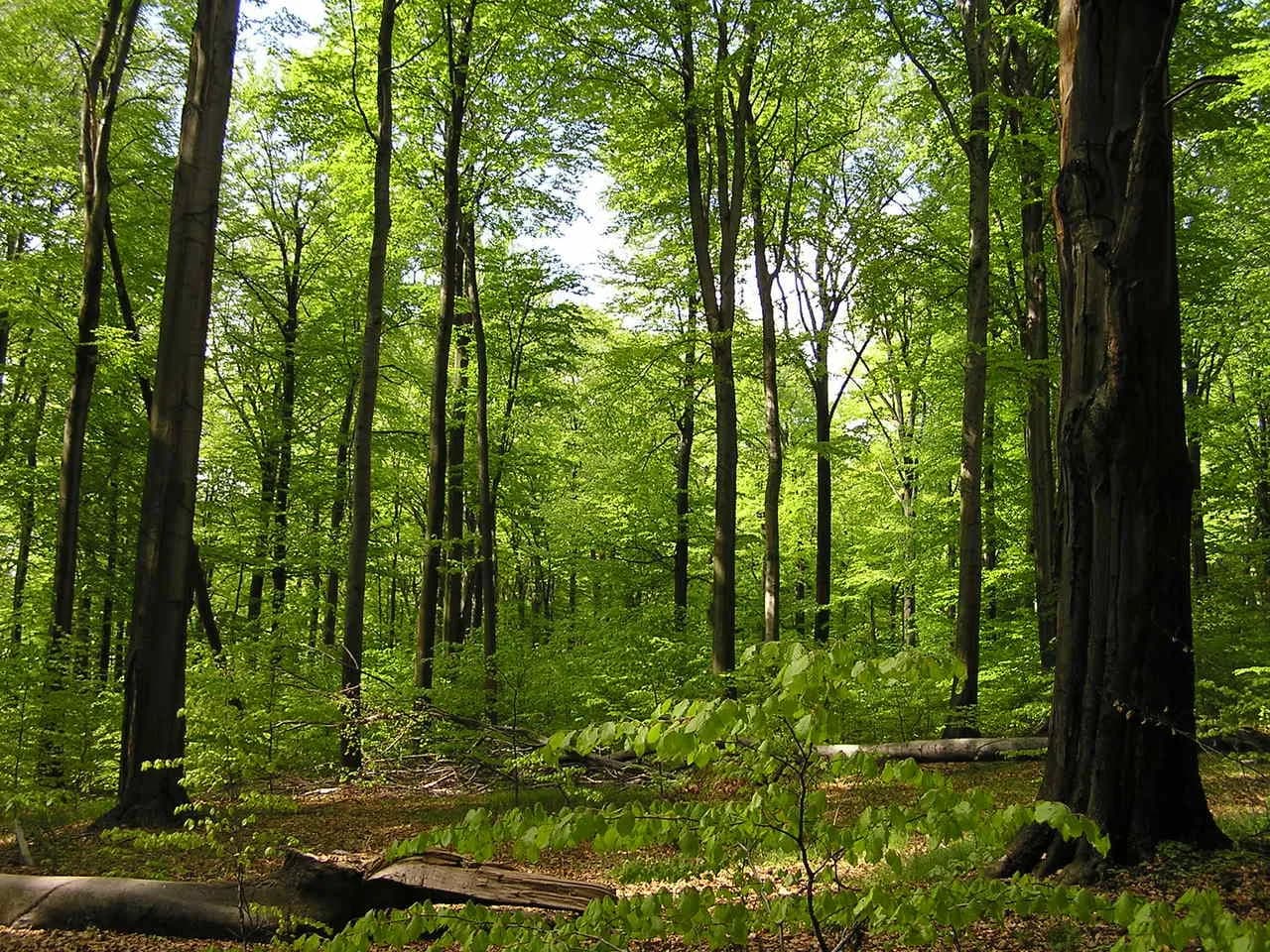 Rezerwat Przyrody Las Murckowski: co warto wiedzieć przed wizytą i jak uniknąć błędów