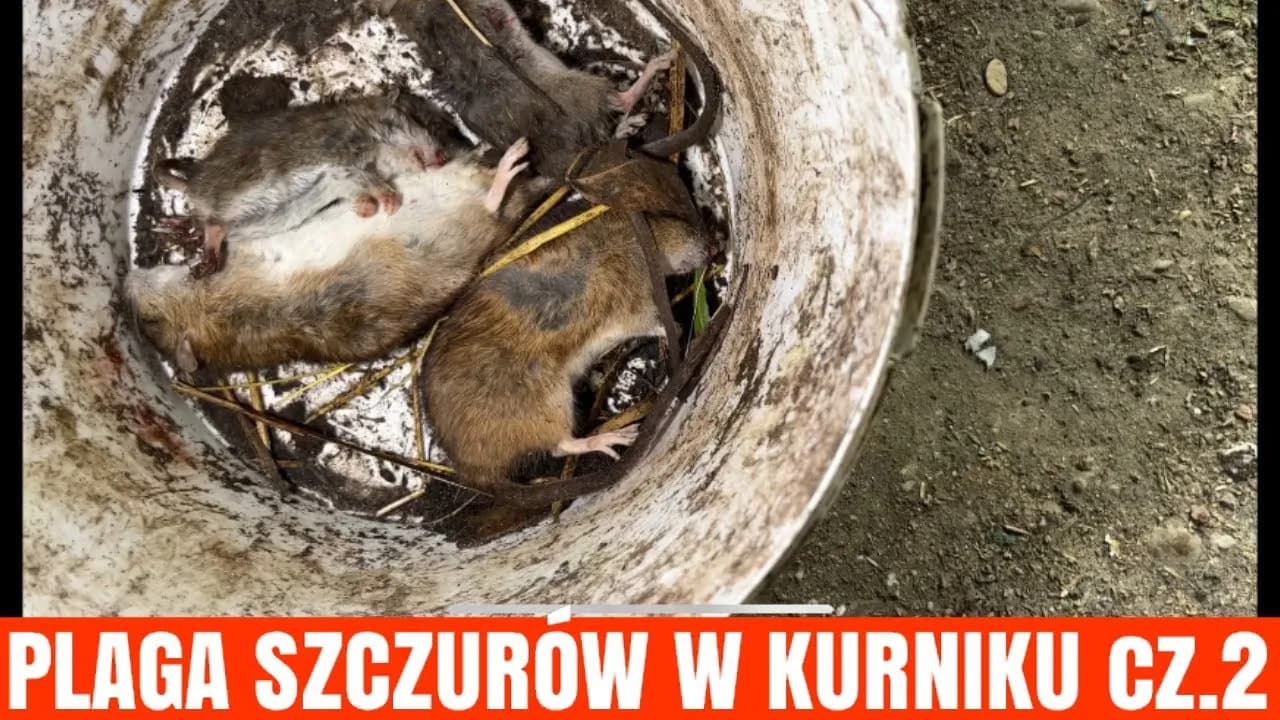 Gdzie wyrzucić trutkę na szczury - bezpieczna utylizacja krok po kroku