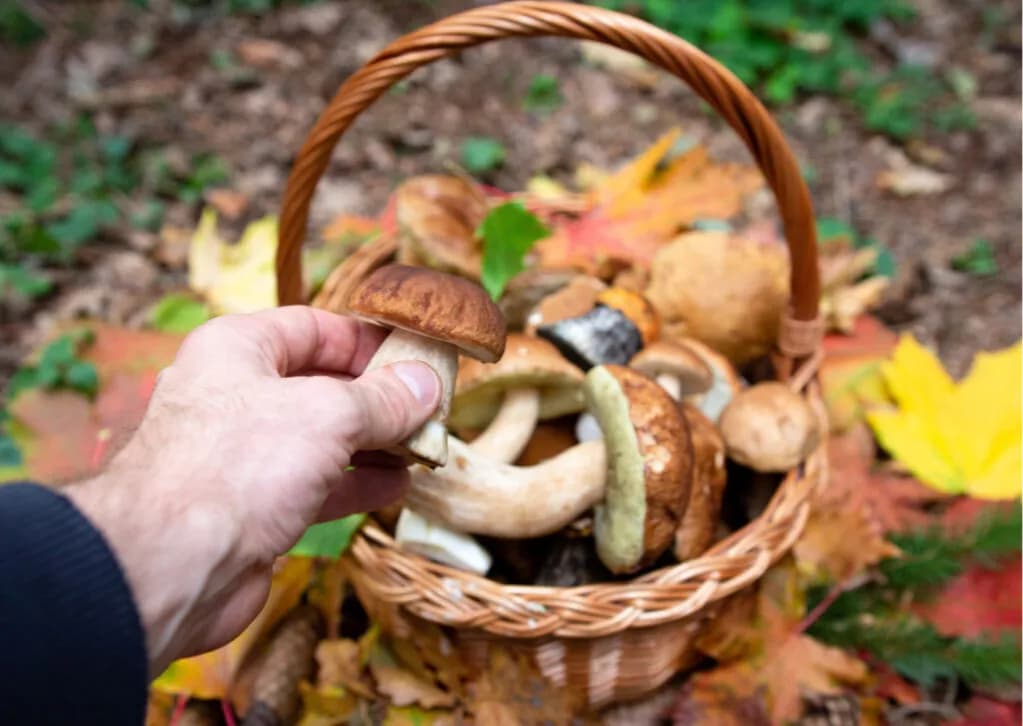 Czy zbieranie grzybów w rezerwacie przyrody jest legalne? Przepisy i kary
