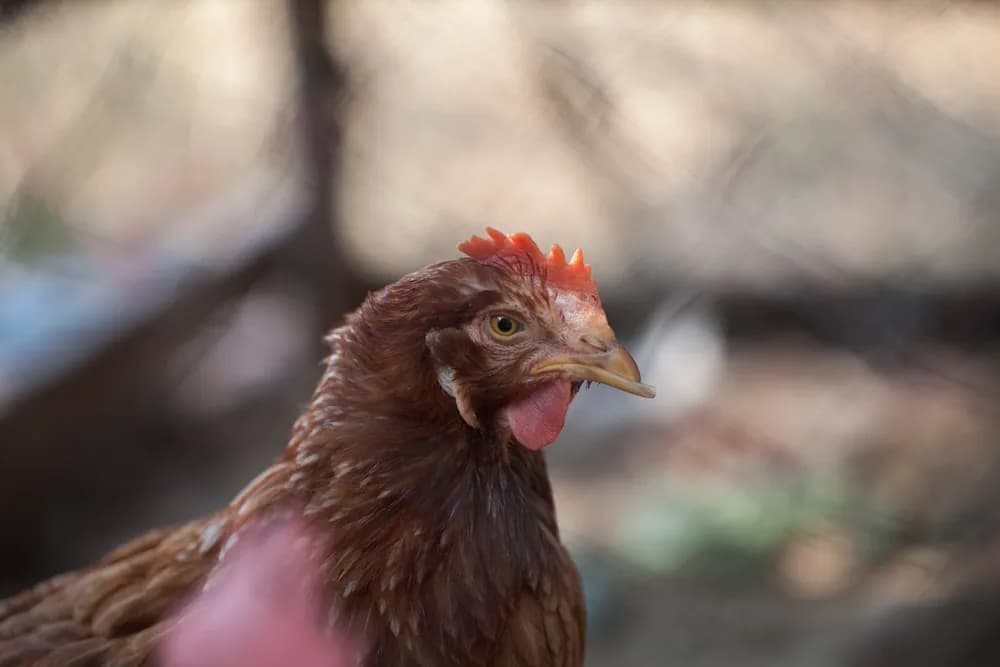 Siatka hodowlana na woliery – sprawdź polecane rozwiązania