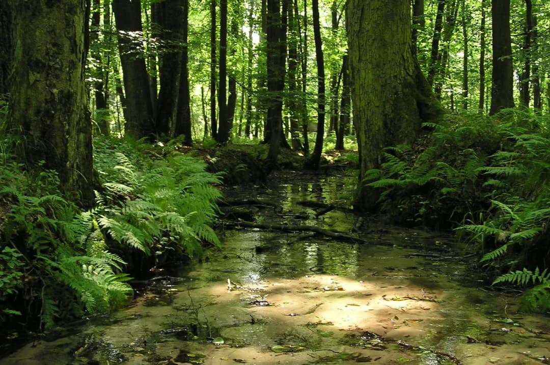 Rezerwat Przyrody Srebrne Źródła – co warto wiedzieć przed wizytą?