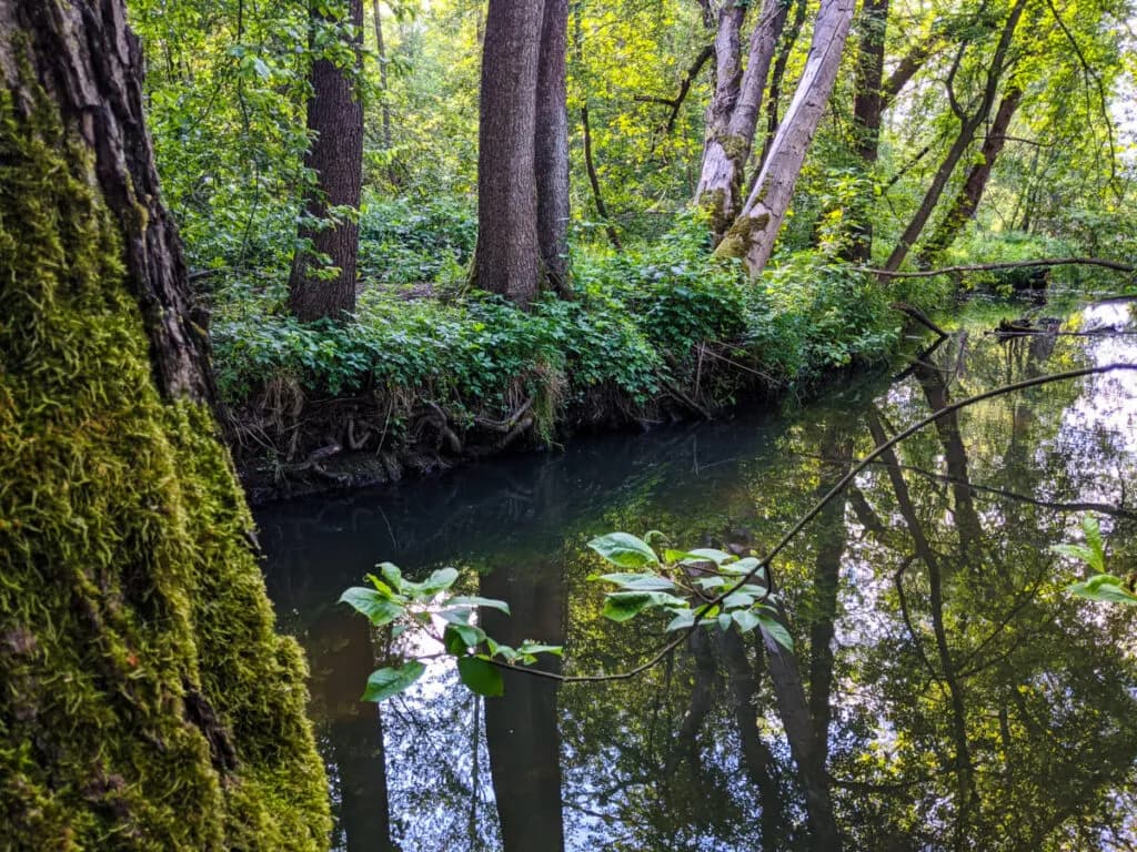 Rezerwat Przyrody Puszcza Słupecka – co warto wiedzieć przed wizytą i jak uniknąć błędów