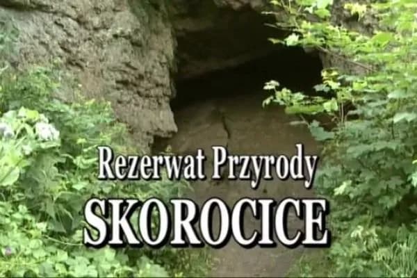 Rezerwat przyrody Skorocice: co warto wiedzieć przed zwiedzaniem i jak uniknąć błędów